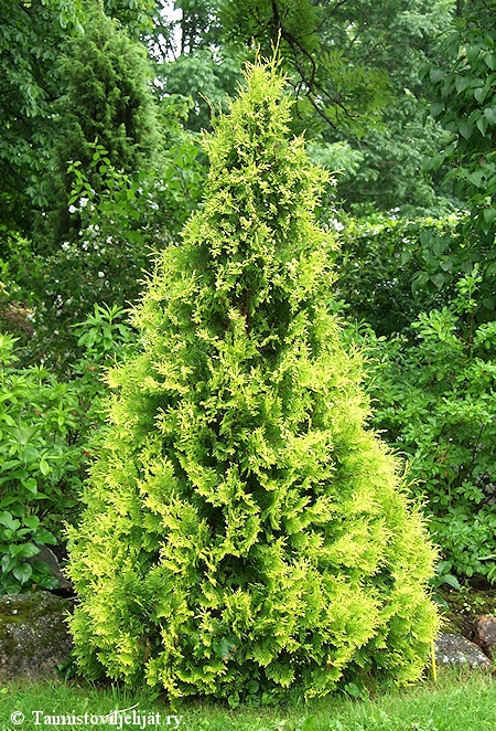 Thuja occidentalis 'Yellow Ribbon', kultatuija